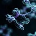Gonadotropin